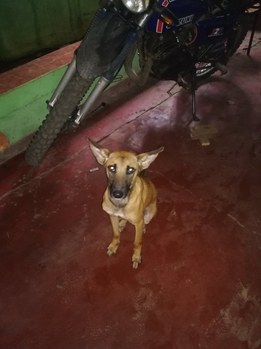 HaroldoRamirezp's tweet photo. Buenas, encontré a este perrito en la calle todo mojado y lo meti a mi casa para que no estuviera en la calle, si alguien lo reconoce o algo, lo encontré en la colonia  universidad. Leon. Ni. https://t.co/gbeIP7Fp3f