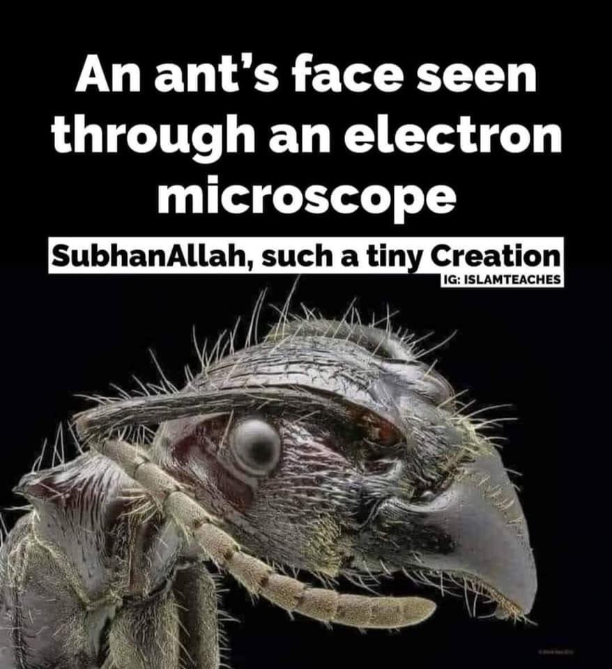 aamjadkkhan's tweet photo. #SubhanAllah #Allah #Islam #Peace #ElectronMicroscope #AntFace https://t.co/xruxsZwSbc