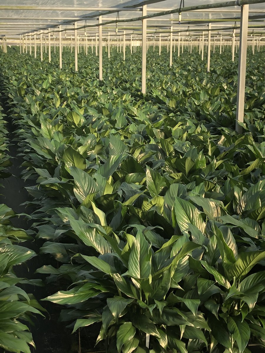K_BranchHort's tweet photo. Look at these Spath!  Beautiful foliage, consistent growth, and awesome color!!! #nutricote @florikan https://t.co/pdoqkcg8He