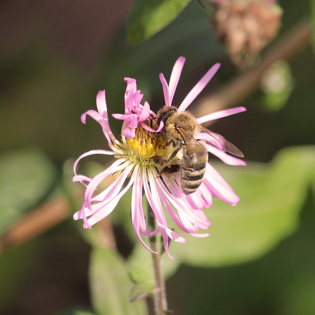 BunchFarms's tweet photo. Past few days have been spent working with our hives and, we if there is one thing we know for sure, it’s the fact that they are hungry! Do your part and plant more wildflowers to provide food for not just honey bees but also Florida native bees.

#bunchfarms #besthoneyinmiami https://t.co/xbFmDF34TC