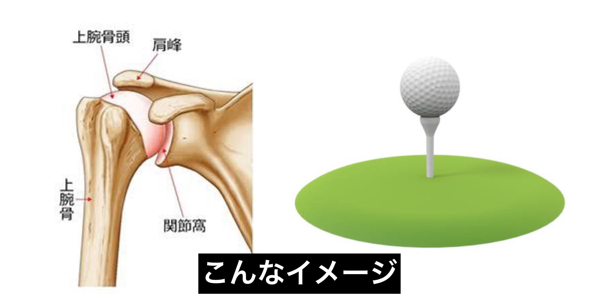 さかもと アスレティックトレーナー 朝の学び 肩関節はゴルフ 肩関節の構造は ゴルフボールとティーの関係に例えられます ティー 肩甲骨 ボール 上腕骨 じょうわんこつ この様に 受け皿 肩甲骨 に対して 乗っかる方 上腕骨 が大きい構造