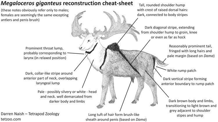 Megaloceros giganteus is commonly accepted and depicted by mainstream paleontologists (notably Guthrie, Naish, Witton shown below respectively) to have a striped body as indicated by a handful of Paleolithic art depictions, but perhaps this interpretation should be challenged.