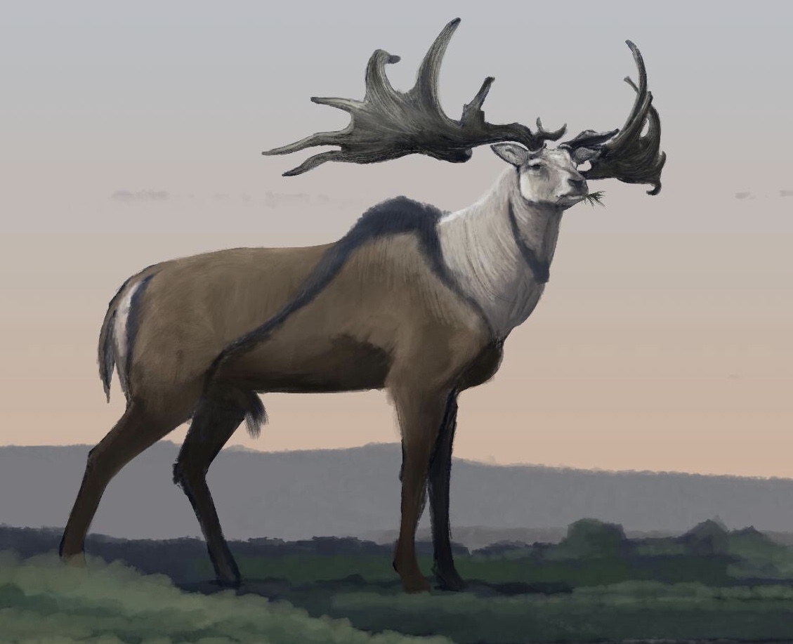 Megaloceros giganteus is commonly accepted and depicted by mainstream paleontologists (notably Guthrie, Naish, Witton shown below respectively) to have a striped body as indicated by a handful of Paleolithic art depictions, but perhaps this interpretation should be challenged.