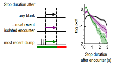 While walking, flies reset their stopping probability with each encounter they receive. However when stopped, they accumulate olfactory evidence from recent encounters to decide when to walk again.