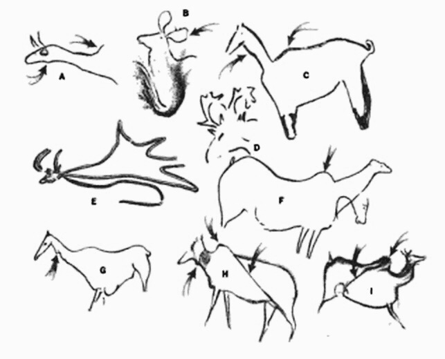 It’s notable that most depictions lack any markings, although the ones that do are consistent enough to reasonably suggest it was real. The markless individuals perhaps show a Spring-Summer seasonal morph; markings are less prominent among reindeer and wild horse at that time.