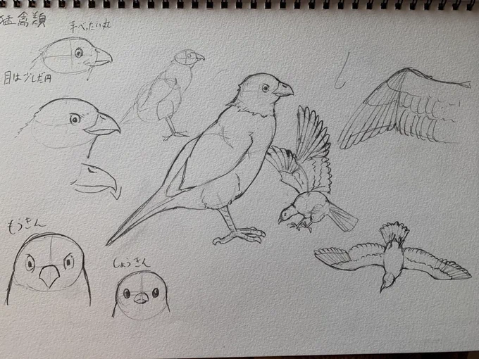 今日は鳥類の描き方を学んできた 