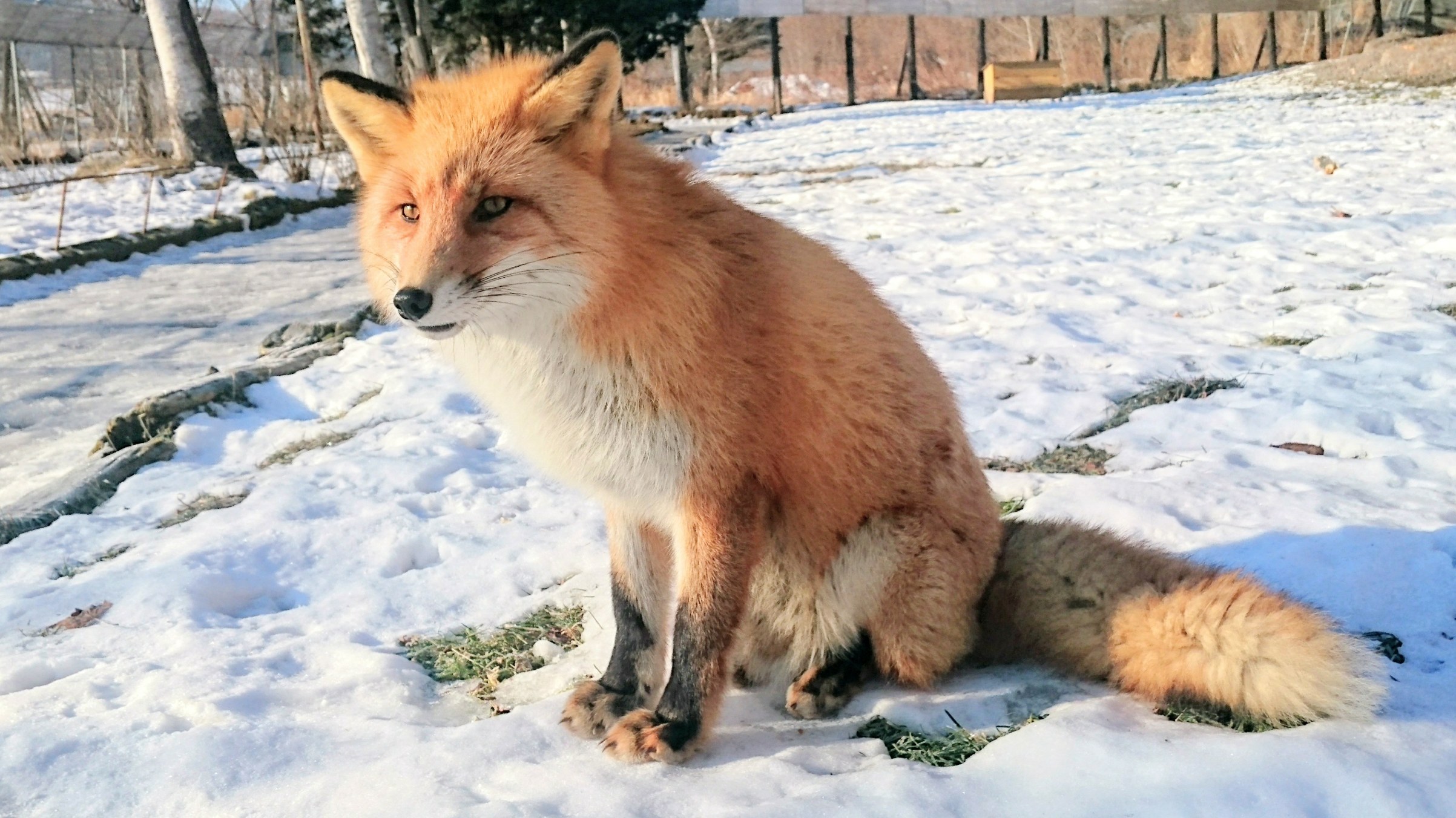 北きつね牧場 公式 ミミ です 誰よりも早く冬毛になり 夏毛になるのも早い5歳 ちびすけ時代 4枚目 の可愛らしい目は何処に すっかりおじさん顔ですが 好きなんですよね Ww 北きつね牧場 キタキツネ 個体紹介 T Co W5v3wlyksb