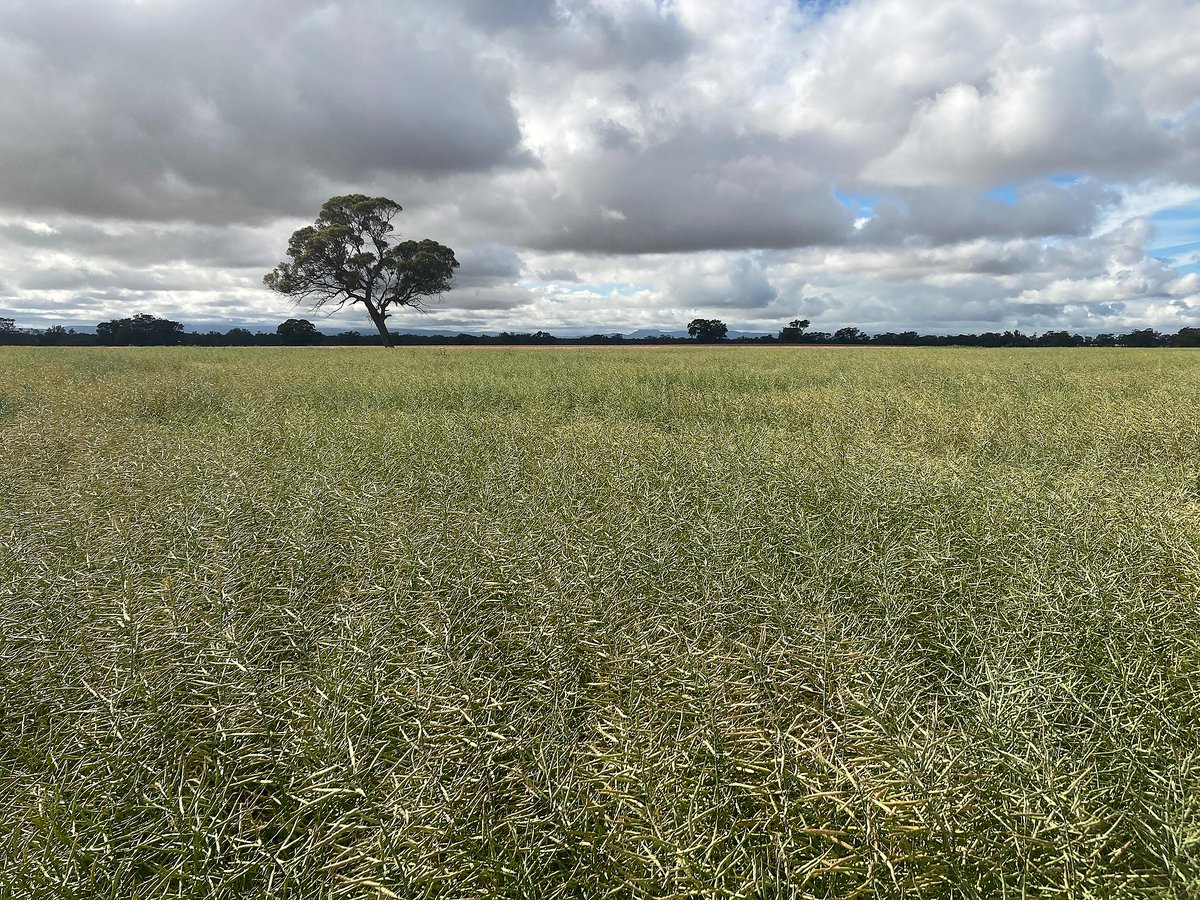 Latest photo from our Trials-as-a-Service (#TaaS) flight in Victoria, Australia. We've flown this site at multiple points in the growing season to collect valuable plot-by-plot data on early-season vigour, flowering timing & desiccation rates. #agtrial
↪️ https://t.co/SjWItYlZMn https://t.co/tEIQmRl4P6
