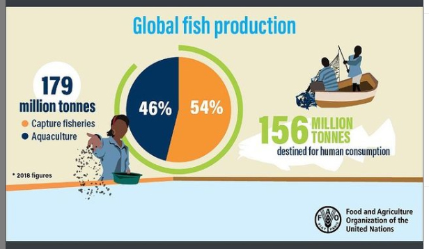 Fish production for human consumption has increased sevenfold since 1950