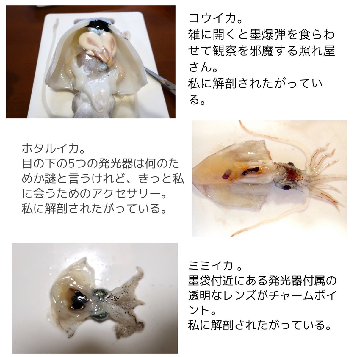 イカの精子 イカの精子