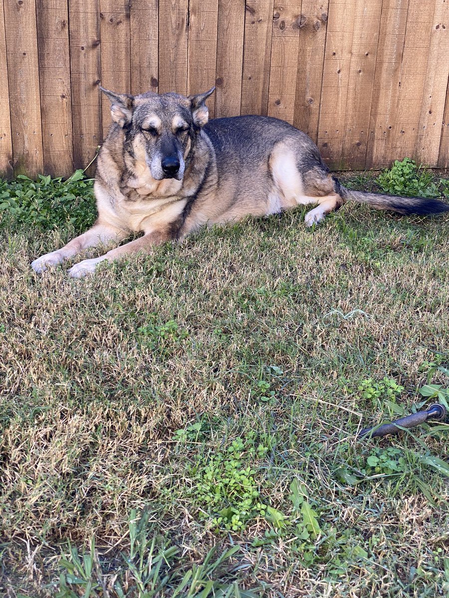 DFWRoxie's tweet image. #AdoptDontShop #MansBestFriend #GSDofTwitter

At first she didn’t want to take a pic, then she heard some suspicious noises 🤔 Radar Ears Activated!