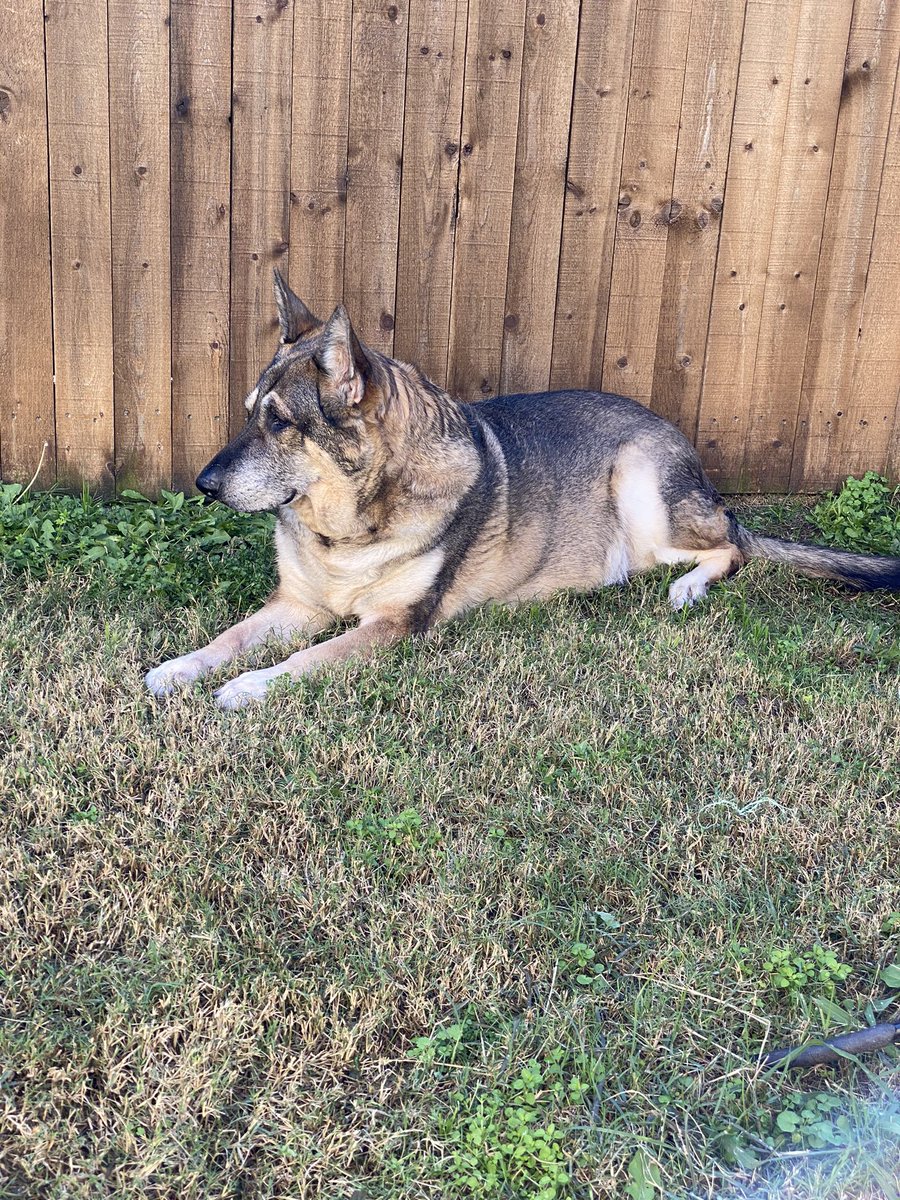 DFWRoxie's tweet image. #AdoptDontShop #MansBestFriend #GSDofTwitter

At first she didn’t want to take a pic, then she heard some suspicious noises 🤔 Radar Ears Activated!