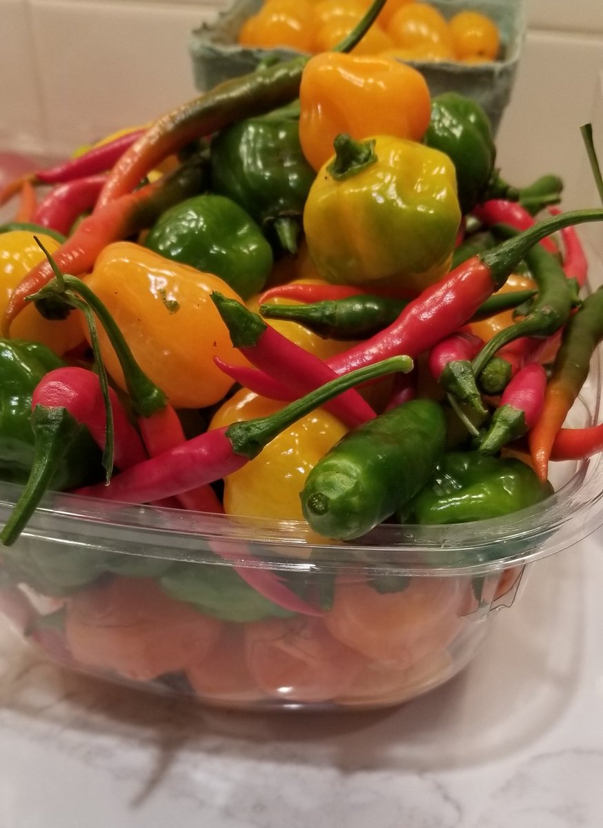scottlincicome's tweet photo. First freeze expected tonight so we had to pick all of the remaining peppers. Another (not entirely ripe) #SLAZ bounty, but about to go dormant for the winter. Sad. https://t.co/rqRmUs0itw