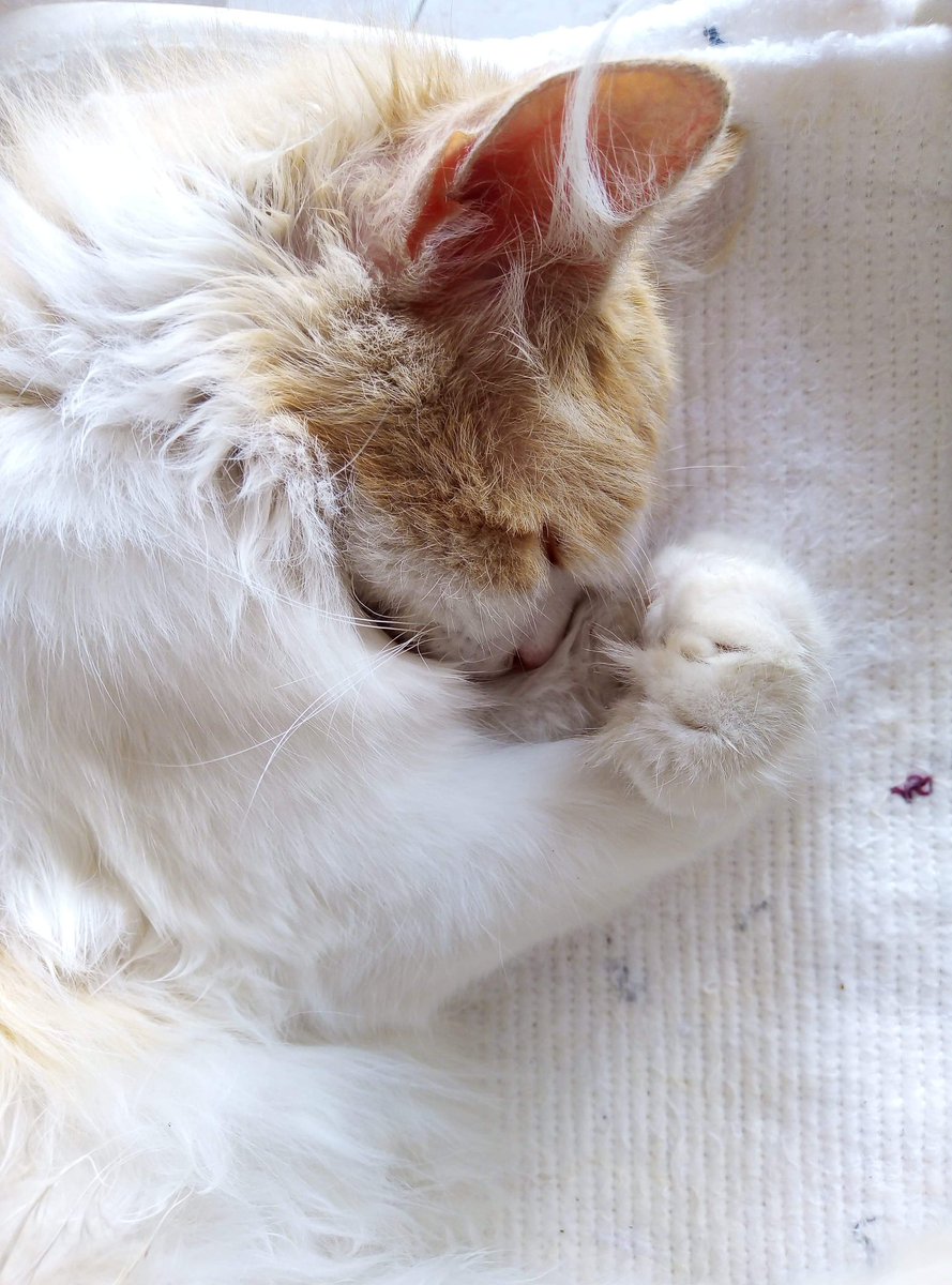 ZeinebKha's tweet photo. #cats #cut ❤️🌸🎀✨ #sweetie #SweetDreams #my_lovely_cat #snow #snowball #kitty https://t.co/1ZGgEsxP3R