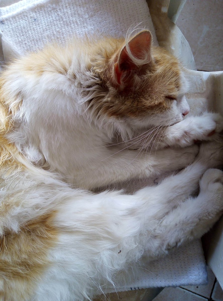ZeinebKha's tweet photo. #cats #cut ❤️🌸🎀✨ #sweetie #SweetDreams #my_lovely_cat #snow #snowball #kitty https://t.co/1ZGgEsxP3R
