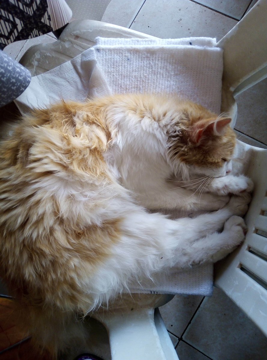 ZeinebKha's tweet photo. #cats #cut ❤️🌸🎀✨ #sweetie #SweetDreams #my_lovely_cat #snow #snowball #kitty https://t.co/1ZGgEsxP3R