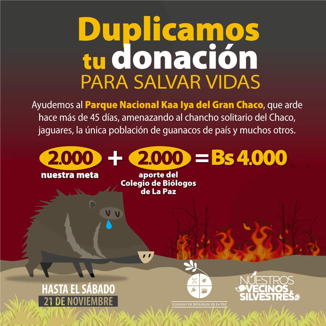 Vecinos_silvest's tweet photo. Las lluvias apagaron varios #incendios pero el Parque Nacional #KaaIya sigue ardiendo hace más de 45 días, amenazando al chancho solitario, #jaguares, la única población de #guanacos de país y otros. Una vez más debemos ayudar 💪 Abrimos hilo https://t.co/5G99Z3U4J6