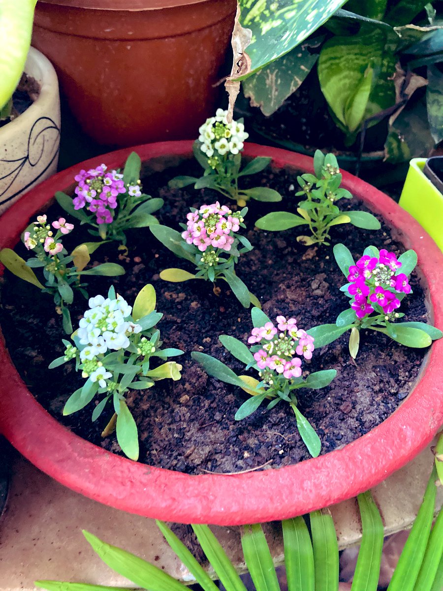 Capt_Ck's tweet photo. Carpe Diem ๐
My seasonal plants have started blooming ๐ #midweekcheer #plantlove #homegarden https://t.co/kgRCL39n3w