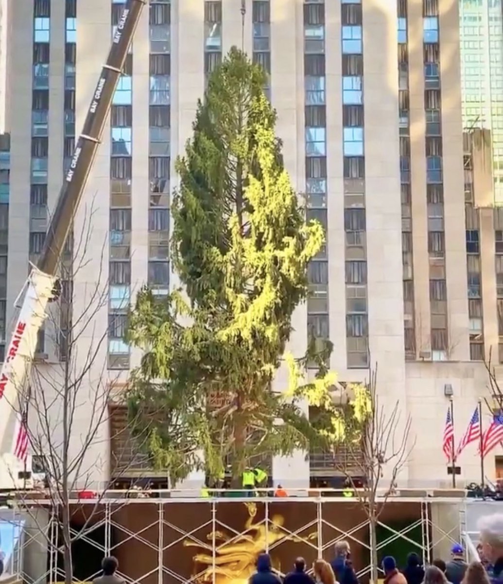 Sara K Runnels On Twitter Things This Year S Rockefeller Tree I Have In Common Described As Looking More Haggard Than Usual Still Thriving As The Center Of Attention Despite