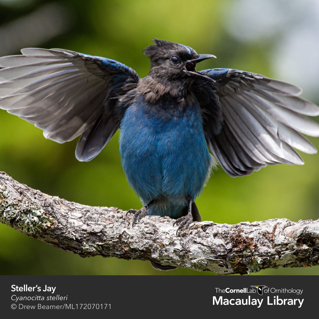 Team_eBird's tweet photo. We finish our #eBirdingthroughtime with a peek into the future of #eBird. Our largest database update ever is nearly complete. In 2021 we’ll introduce new features such as Trip Reports & finally reach 1 BILLION bird observations! Thanks for joining us on this journey #eBirdLife https://t.co/fkRykEVyhl