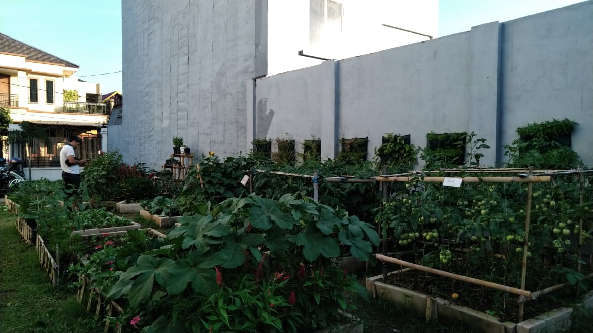 Berikut beberapa sudut pandang hasil pantauan teman-teman yang sempat untuk mengontrol tanaman kita di kebun.