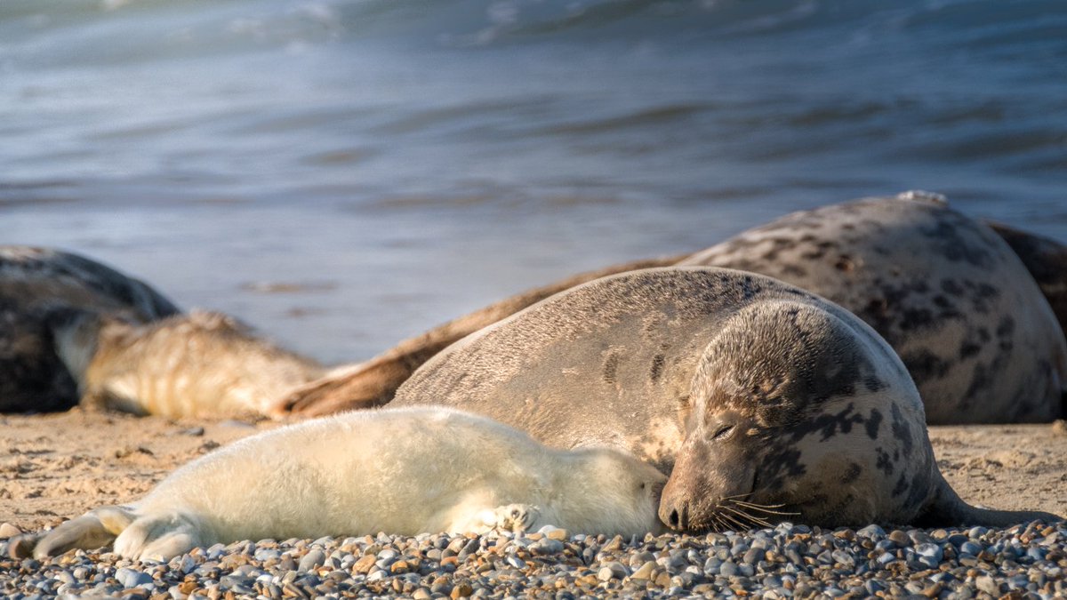 NorfolkCoastNT's tweet photo. The grey seal colony at Blakeney National Nature Reserve has become so large, it's almost impossible to record the number of pups precisely. So we're changing the way we count them > https://t.co/HjzSBEPTp1 with help from @_SMRU_ @univofstandrews 
Photo: Hanne Siebers https://t.co/jcdBSTOoYh