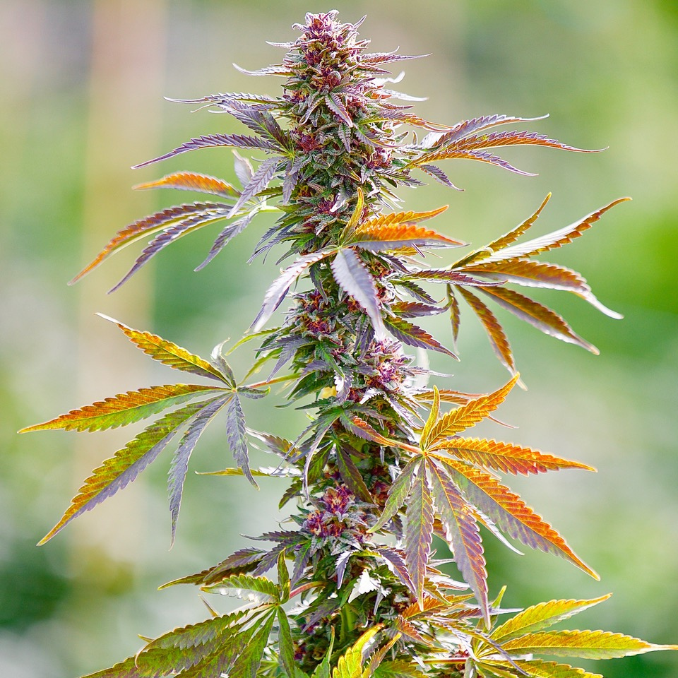 ConfAnalytics's tweet photo. TWC Spotlight: Puffin Farm
Look for our Tested With Confidence logo on Puffin Farm's award-winning products and learn more about them at https://t.co/FNKHHB0v8B
#wagrown #i502 #TestedWithConfidence #legalweed #knowyourproduct #WAweed #confidenceintesting #confidenceinscience https://t.co/SePUD9zLss