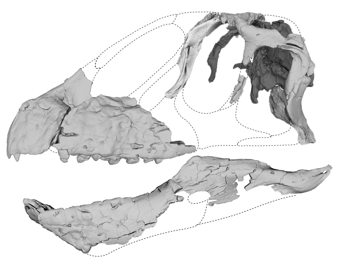 Meet Bagualia alba, an early eusauropod dinosaur that lived 179 million years ago in Patagonia.