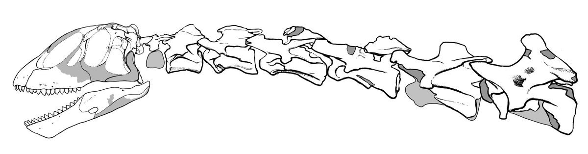 Skull, lower jaw and the seven cervical vertebrae of the holotype housed  @mefpatagonia