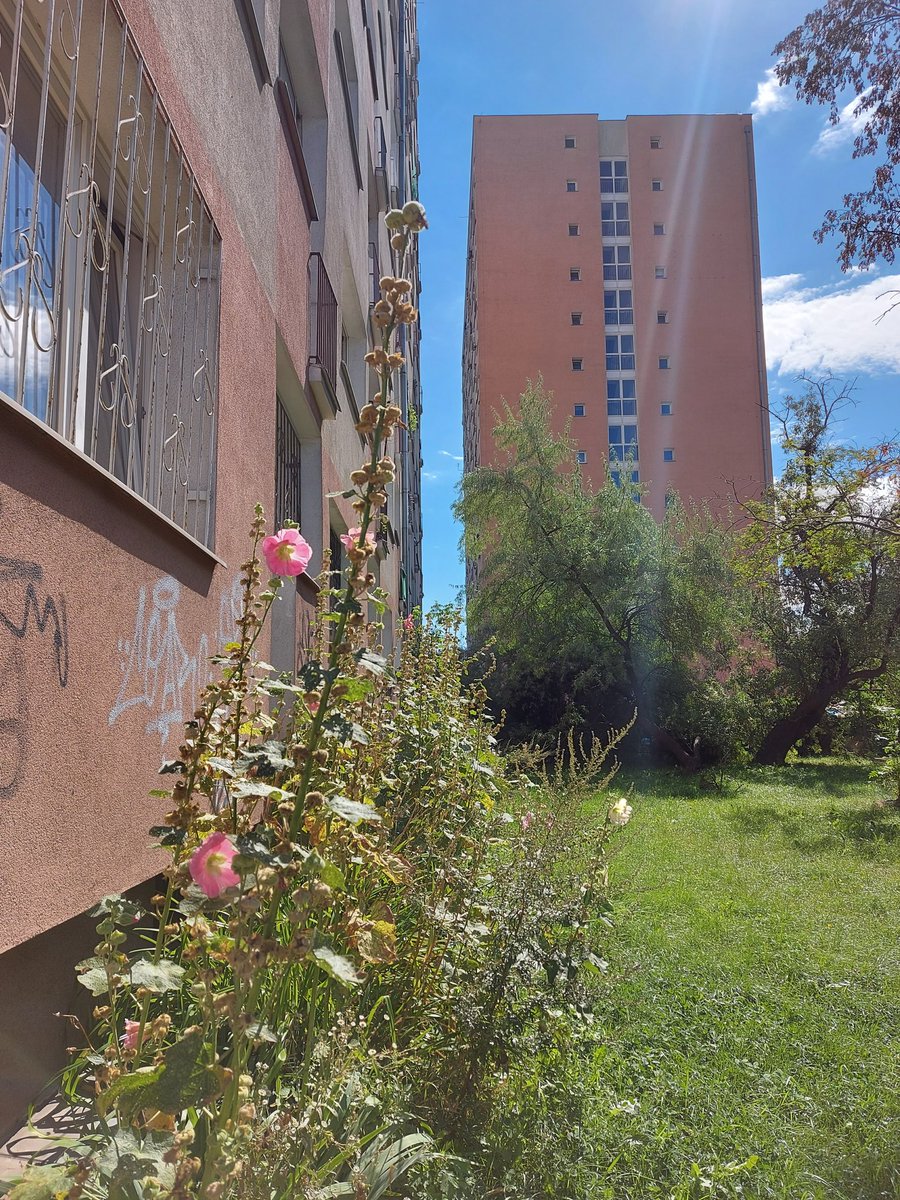 WarszawskiBlog's tweet photo. Ogródki z dawnych lat...😍 Old gardens...😍 #ogródki #judaszowesrebrniki #mirabelki #malwy #Warszawa #Bemowo #Ochota #gardens #lunariaannua #mirabelleplums #hollyhocks #Warsaw https://t.co/hWOZdGLsHY