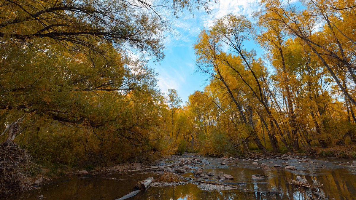 AZStateParks's tweet photo. The Verde River is a corridor of golden trees, blue skies, and puffy clouds floating along overhead! Explore the river from Dead Horse Ranch State Park, kick your feet up, and enjoy the view! https://t.co/CgntGJ7ikC https://t.co/VZJNA5iBE9