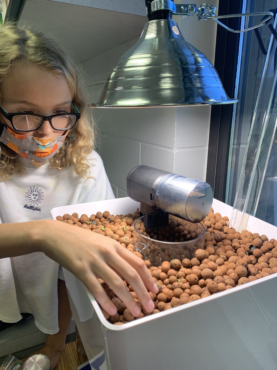 Paige4EDU's tweet image. Ss are fully engaged with our #Planetbox #Aquaponics System. They planted garlic chives, rosemary, dill cress &amp;amp; celery. Other Ss took home cilantro, bell peppers, marigolds, &amp;amp; lavender. #BMSPantherPride @MarionCountyK12 @CRenfroe4EDU @wkmcateer4 @BenWhitehouse98 @BMSPantherPride