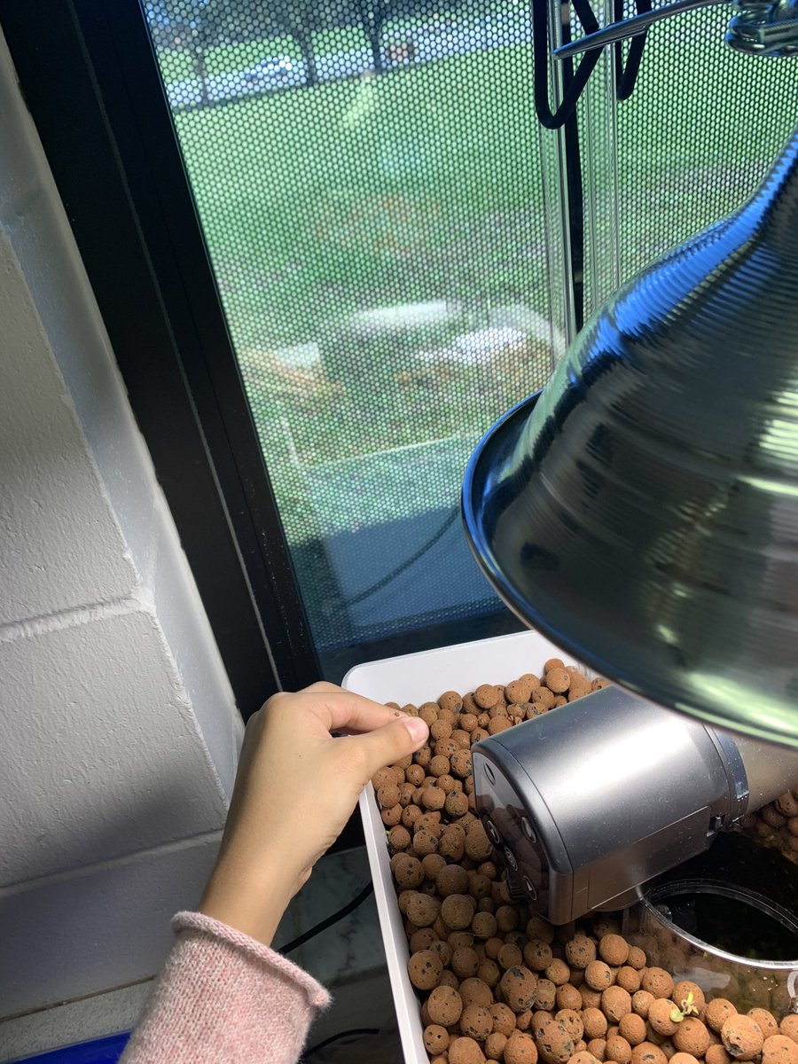 Paige4EDU's tweet image. Ss are fully engaged with our #Planetbox #Aquaponics System. They planted garlic chives, rosemary, dill cress &amp;amp; celery. Other Ss took home cilantro, bell peppers, marigolds, &amp;amp; lavender. #BMSPantherPride @MarionCountyK12 @CRenfroe4EDU @wkmcateer4 @BenWhitehouse98 @BMSPantherPride