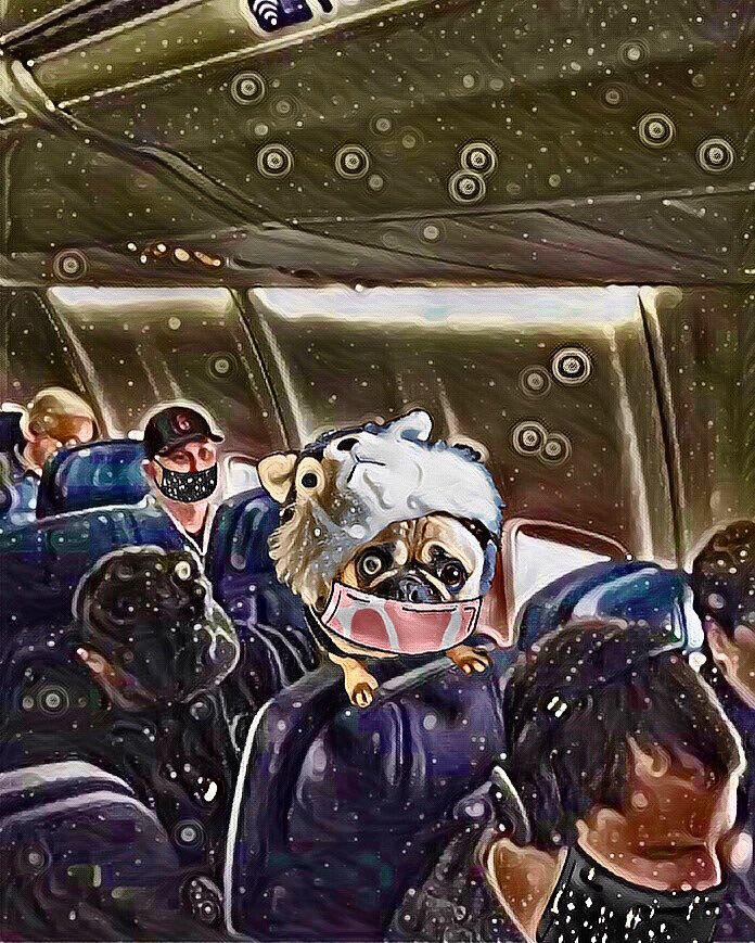 MaxiPugladiator's tweet photo. But then... you realize you’re on da CRAZY PLANE!! ✈️-Max

#max #maximusaurelius #pug #dog #mask #socialdistancing #space #crazy #wheresmymom #helpme #crazyplane #dontflynow #facemask #window #doggo #puglife #doglover #love #hugs #kisses #loveme #zen #loveyoutothemoonandback 💋 https://t.co/MoFb0TJyoN