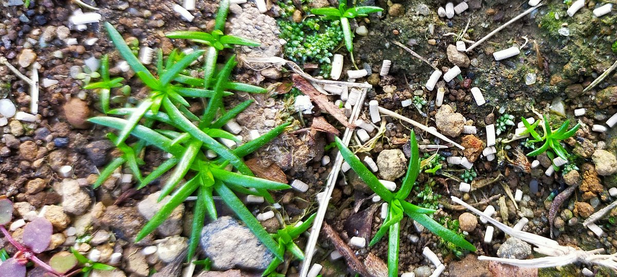 ティムティム ツメクサは芝生に入ると本当キツイですよね 私も確認しておこう