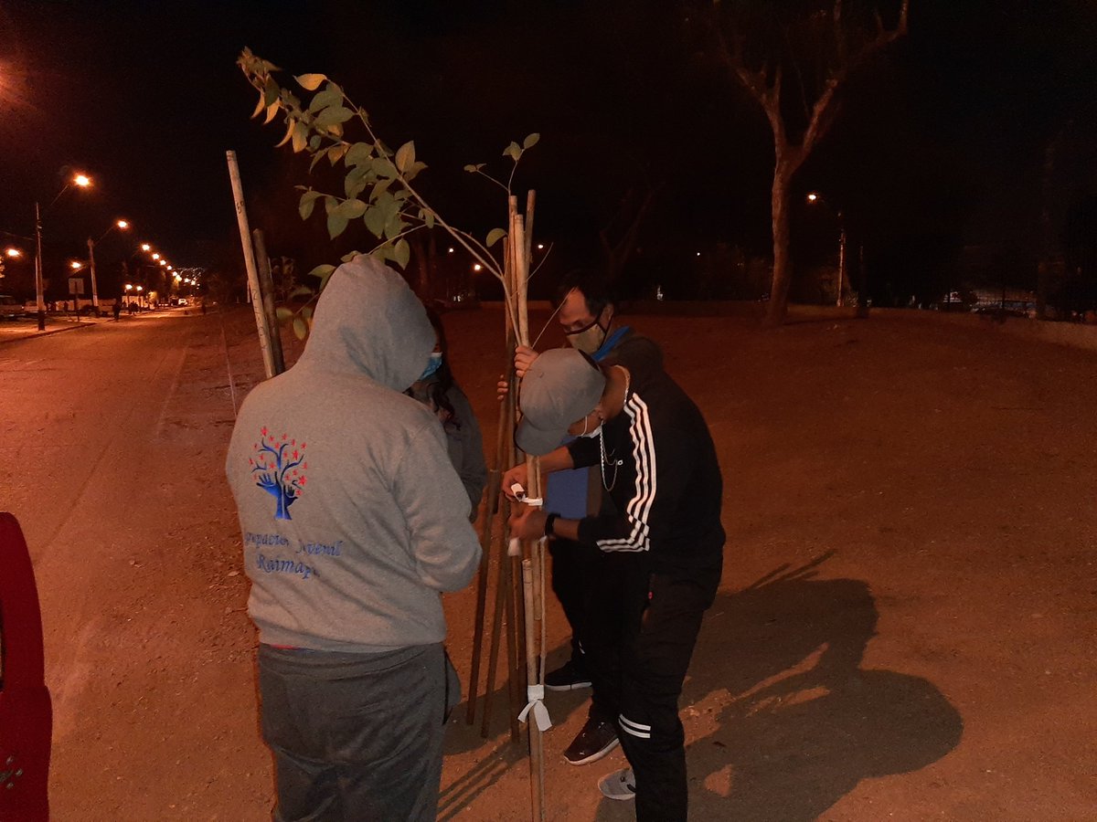 centroraimapu's tweet photo. Nuestros monitor@s han estado yendo a seguir cuidando los arbolitos que plantamos 🌳🥰  ¡Recuerden que como comunidad debemos cuidar nuestros entornos con mucho amor! 💚🤸‍♂️ @rodolfocarter @MuniLaFlorida https://t.co/yMkp9RQyQU