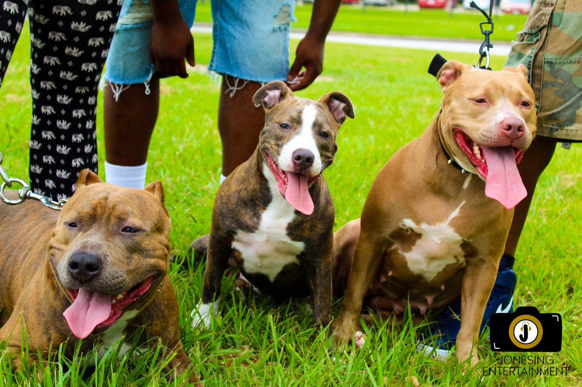 mikebully713's tweet photo. Tha Bully family🐾 https://t.co/oJEoZm8gB5