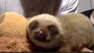 Hi. We just met this baby sloth while prepping for this week's NightSchool. It currently lives at @appc_panama, a wildlife rescue that cares for sick, injured, &amp; orphaned animals. Learn more about their work (&amp; meet this dude) this Thursday at 7pm PT: bit.ly/3fbyziM