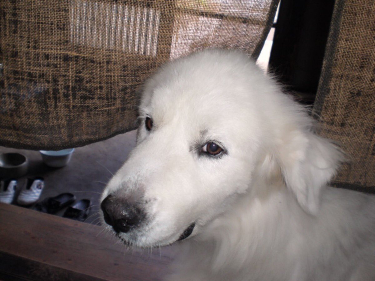 グレート ピレニーズ Twitter Search