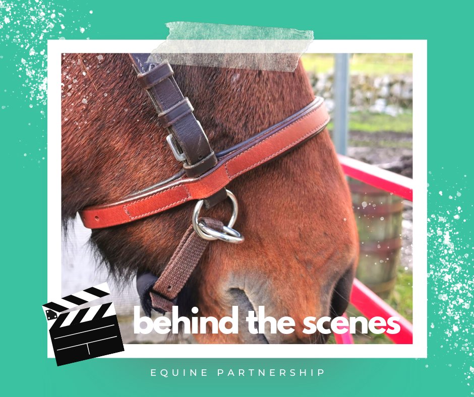 PhillippaC86's tweet photo. Recently fitted a Lightrider bitless noseband for a trial, while there I noticed that the bridle's browband was a little tight so we swapped out for a larger size. It's the small things that can make a big difference to your horse.

#Lightrider #BitlessBridle #BridleFitting https://t.co/ZjFldn7eGQ
