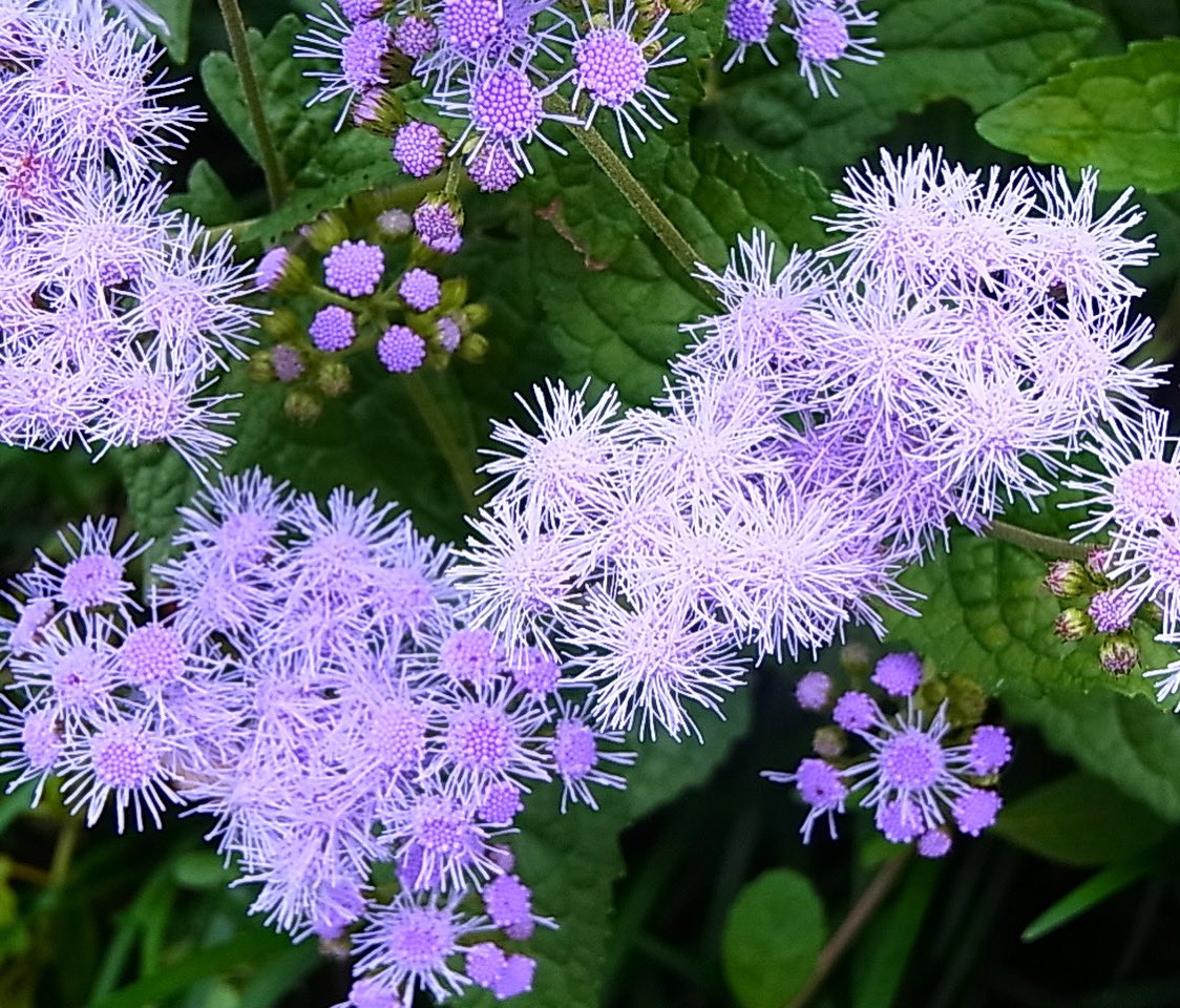 わたこ على تويتر アゲラタム Ageratum ふわふわで可愛らしいキク科の多年草 薄紫の濃淡がやさしい雰囲気 花言葉は 信頼 安楽 小花が大好きなわたしは 見かけると つい立ち止まってしまう Flowers アゲラタム Ageratum オオカッコウアザミ 薄紫