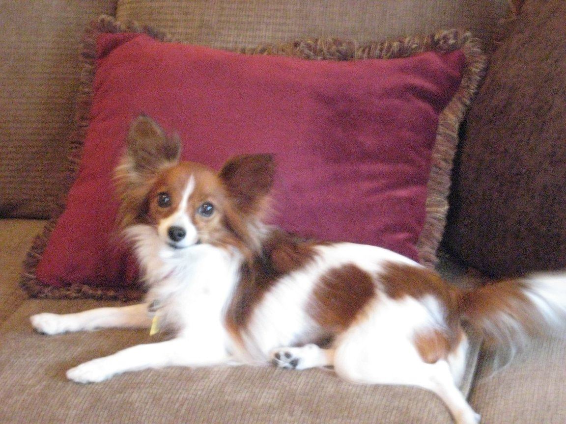 donetta_rocz's tweet photo. @jarpad Hi I was watching a recording of inside with michael rosenbaum where you were his guest in sept and learned you loved dogs. I wanted to introduce you to my furbaby. This is Bindi a rescue I got 6 years ago. She is my whole world and my heart. Say hello to bindi. https://t.co/R4UFK7LLvr