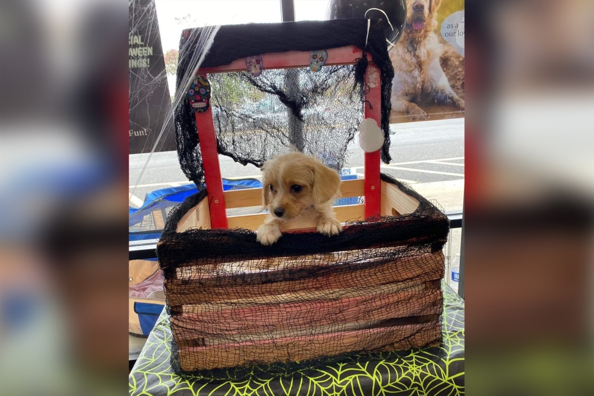 nypost's tweet photo. New Jersey woman arrested after selling sick puppy, illegal medication https://t.co/XeD6h7rmOV https://t.co/haX7dwmEao