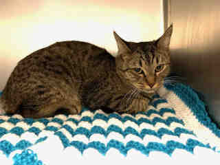 PetfindToronto's tweet photo. #BATHURSTST #LAWRENCEAVE Pls RT2unite #FOUND #CAT-11/15 #Toronto Animal Services A876732 #NORTH  416-338-8723 BRN TABBY DSH/F/8Mth https://t.co/lneEW2sx89