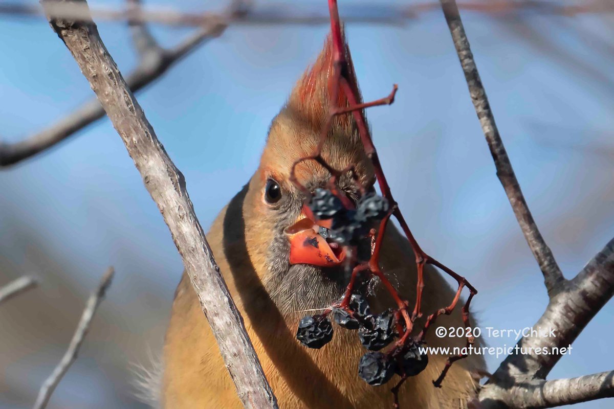 Female Northern #Cardinal plucking #berries from a branch, Plum Island, #Newbury #Massachusetts, USA. #northerncardinal #plumisland #bird #parkerrivernationalwildliferefuge #nature #berry #birdbehavior #behavior #birding #eating naturepictures.net