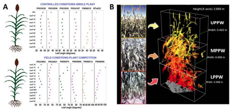 plantae_org's tweet photo. Plant Physiology: Towards "smart canopy" sorghum: discovery of the genetic control of leaf angle across layers #Brassinosteroids #Auxin #LeafGrowth #PlantBiology #PlantSci @ISU_Sorghum https://t.co/LDxUpCMeOf https://t.co/YTi5msY1VQ