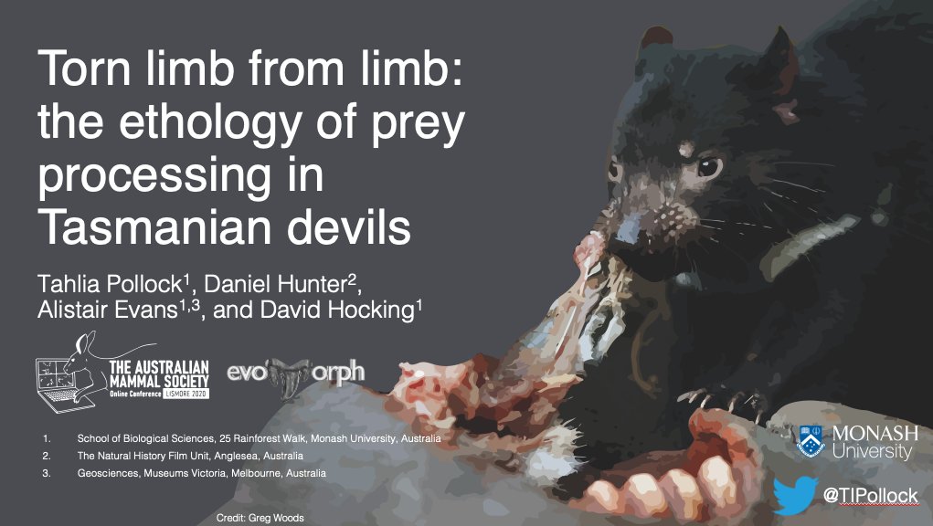 TIPollock's tweet photo. If you are at #AMSC2020 and interested in Tasmanian devils. Tune in to my talk at 1:36pm today and I'll tell you how they make the most of their carcass prey. https://t.co/60MHxVAgo0