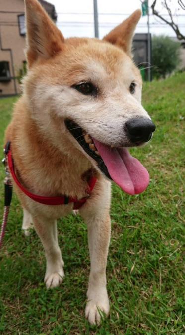 栃木県里親募集動物情報 Tochigisatooya Twitter