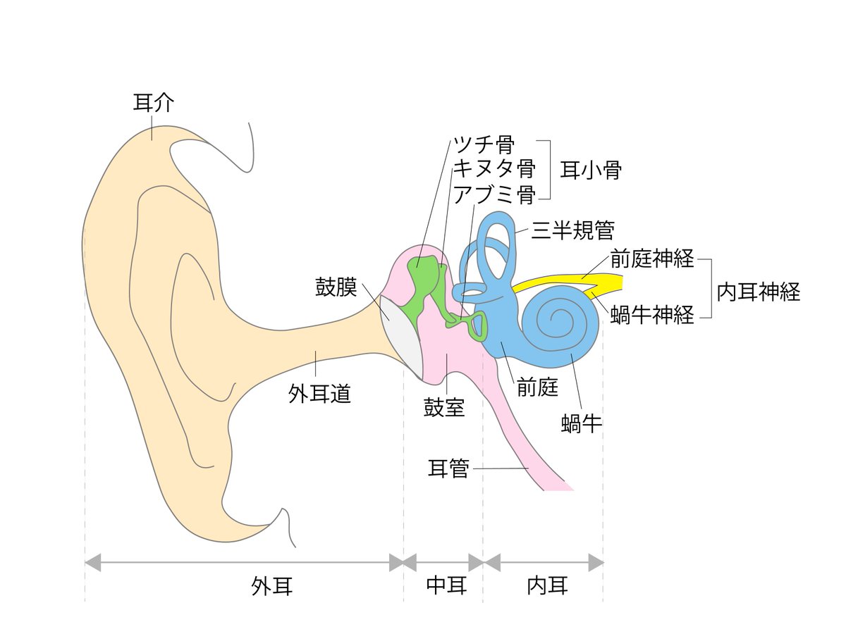 耳小骨 耳に入った音の振動は ＃耳小骨 で20倍にされて伝わります。耳小骨を