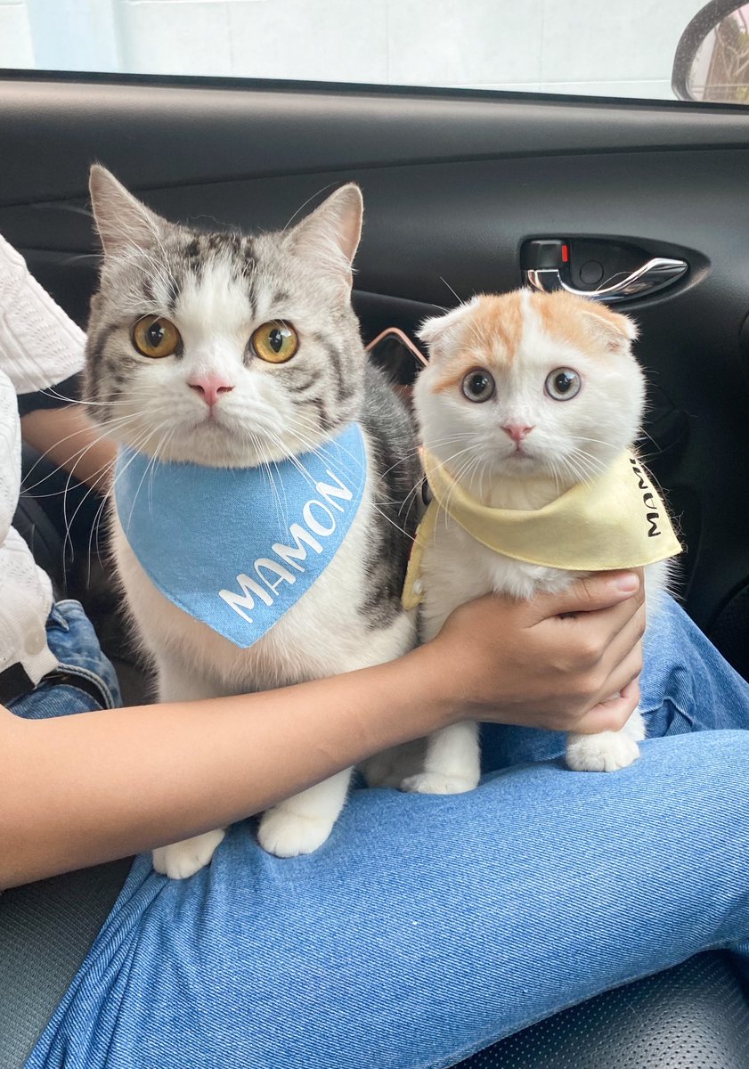 _DNVP_'s tweet photo. มะง่วงที่ว่าหน้าตื่นยังตื่นไม่เท่าม่อนที่รู้ตัวว่ากำลังจะโดนตัดขลั���ย✋🏻 https://t.co/6KO3voc2em